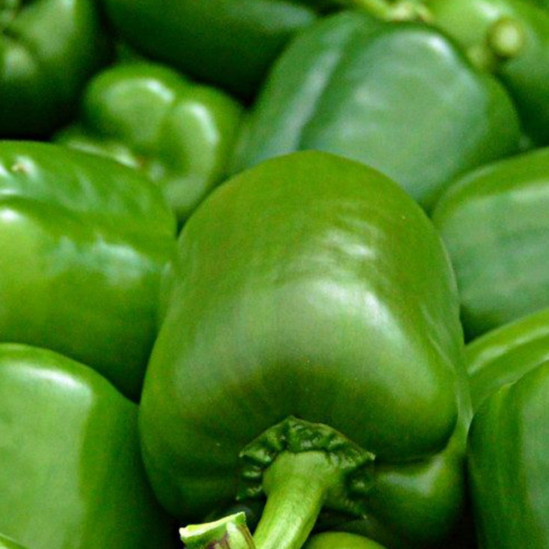 srivaari agro organics Organic Capsicum Seed Pack of 1 Seed(40 per packet)