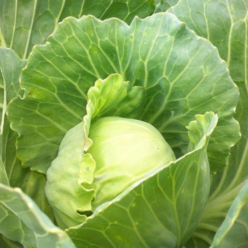 srivaari agro organics Organic Cabbage Seed Pack of 1 Seed(40 per packet)