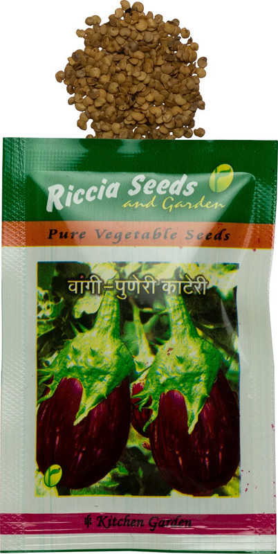 riccia Seeds, Brinjal (Vangi), Puneri Kateri, Eggplant, Vegetable Seed(1500 per packet)