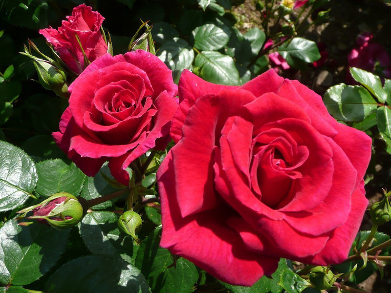 fresh seeds Red Cherry Rose seeds Seed(20 per packet)