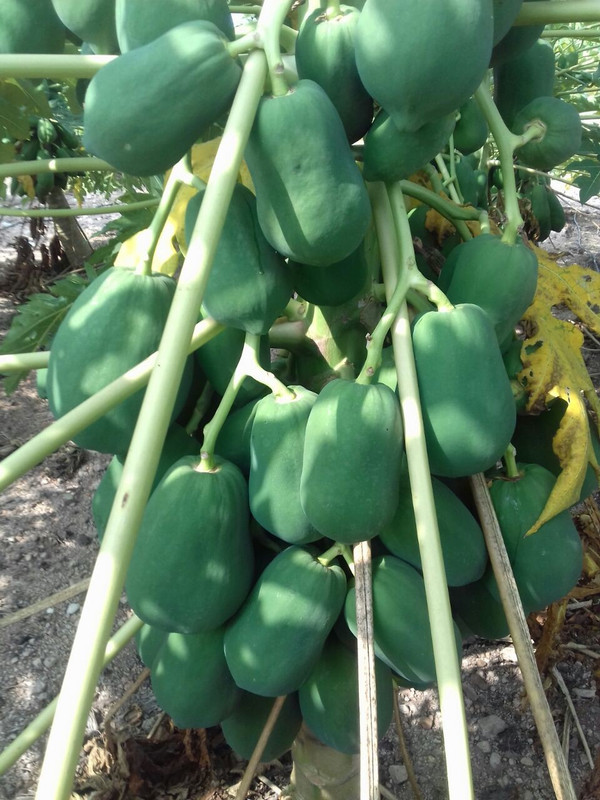 seeds Red lady f1 hybrid 786 papaya seed Seed(600 per packet)