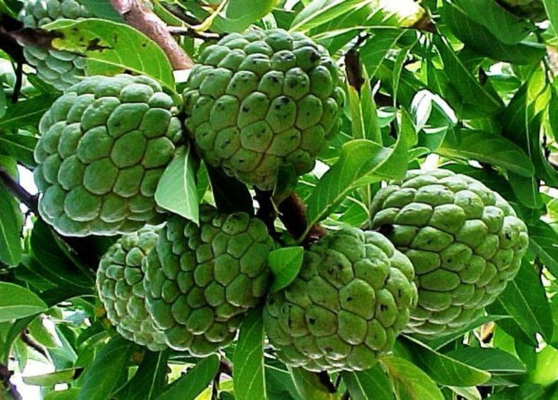 SHOP 360 GARDEN Annona Squamosa Sharifa, Custard Apple, Sitafal, Sitaphal Seeds (Pack of 100 grams) Seed(100 per packet)