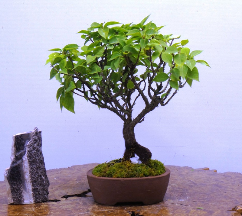Nv Live Bougainvillea Bonsai 5 Years Old Buy Online In Cambodia At Desertcart