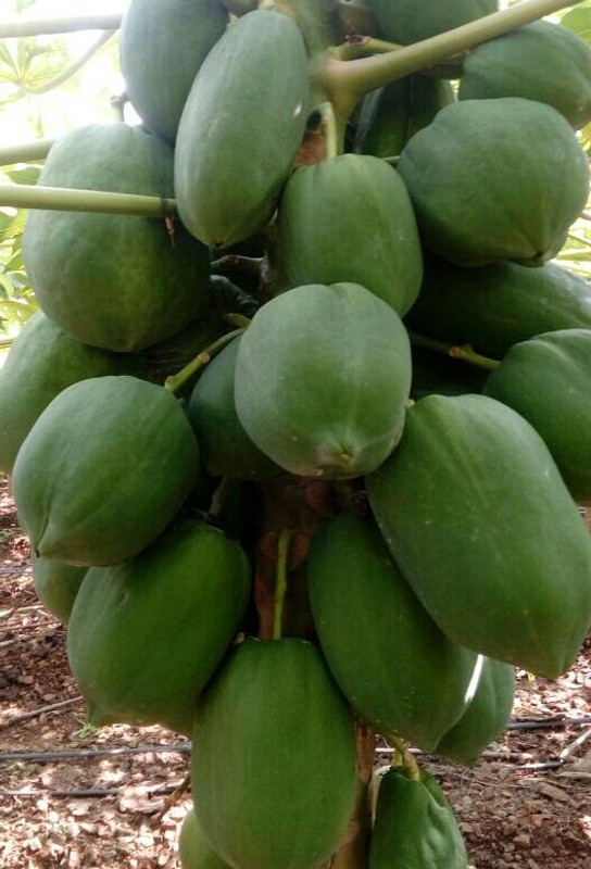 fresh seeds Red lady 786 hybrid seeds papaya Seed(550 per packet)
