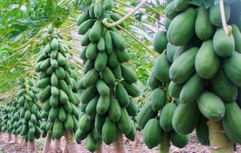 fresh seeds Red lady (F1) hybrid 786 papaya seeds Seed(600 per packet)