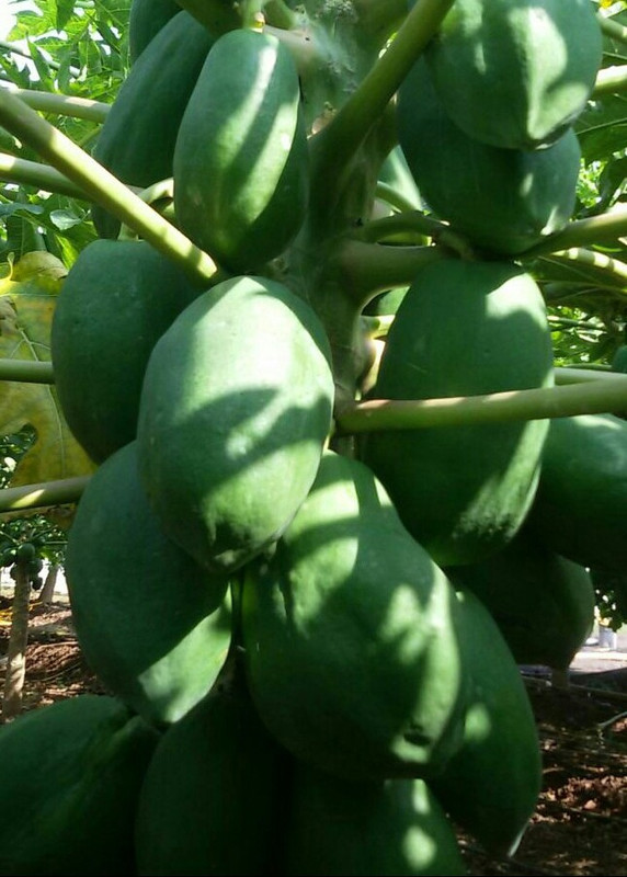 fresh seeds Red lady papaya 786 f1 seeds Seed(550 per packet)