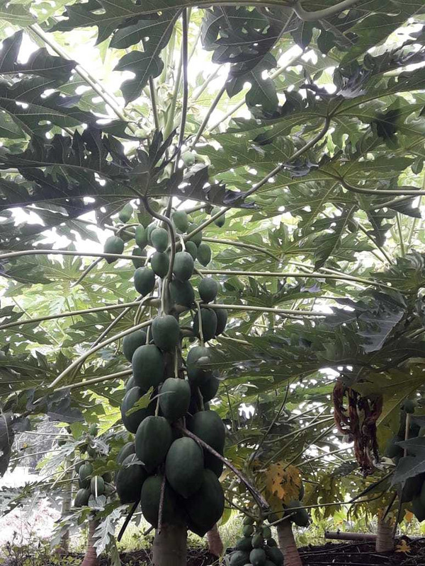 fresh seeds Red lady 786 papaya 10g seed Seed(700 per packet)