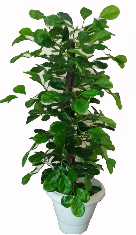 loxiaa Artificial Plant(70 cm, Green)