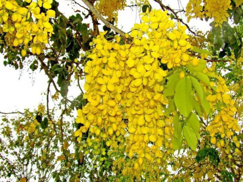 priyathams Fistula golden shower plant Seed(22 per packet)