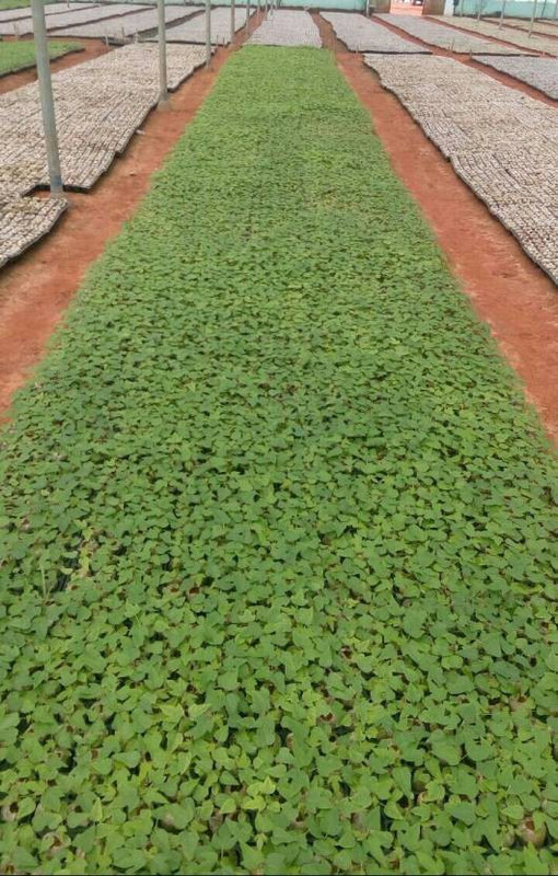 seeds Red lady papaya 786 f1 hybrid seeds Seed(700 per packet)