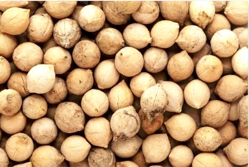 radhakrishna Putrajeevak Seed 250 Grm, Putrajivak Beej, Putr Jivak Seed(250 per packet)