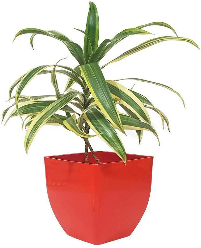 Plantazee Plantazee Live Plant Home Ornamental Gardening Good Luck Dracaena Reflexa Plant Song Of India Plant Hybrid Pack Of 1 Succulent Buy Online In Botswana At Botswana Desertcart Com Productid 155339685