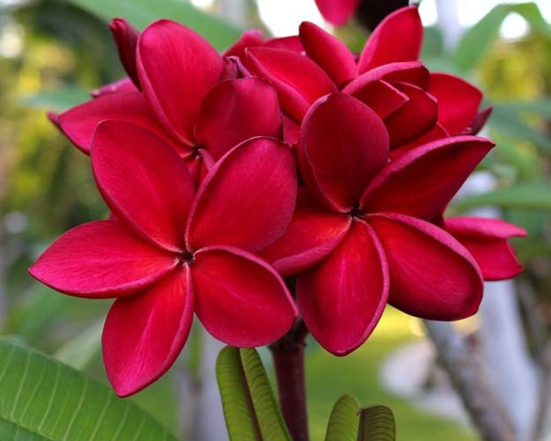 Trothic Gardens Rare Plumeria rubra Frangipani"Siam Red" Thai Variety 1 Healthy Live Plant Seed(1 per packet)