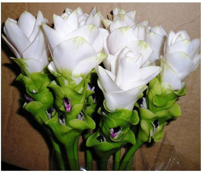 Going Greens Corcuma Flower Bulbs White (Pack of 5) Seed(5 per packet)