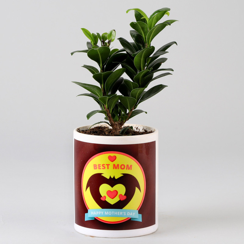 Mother's day gifts hot sale ferns and petals