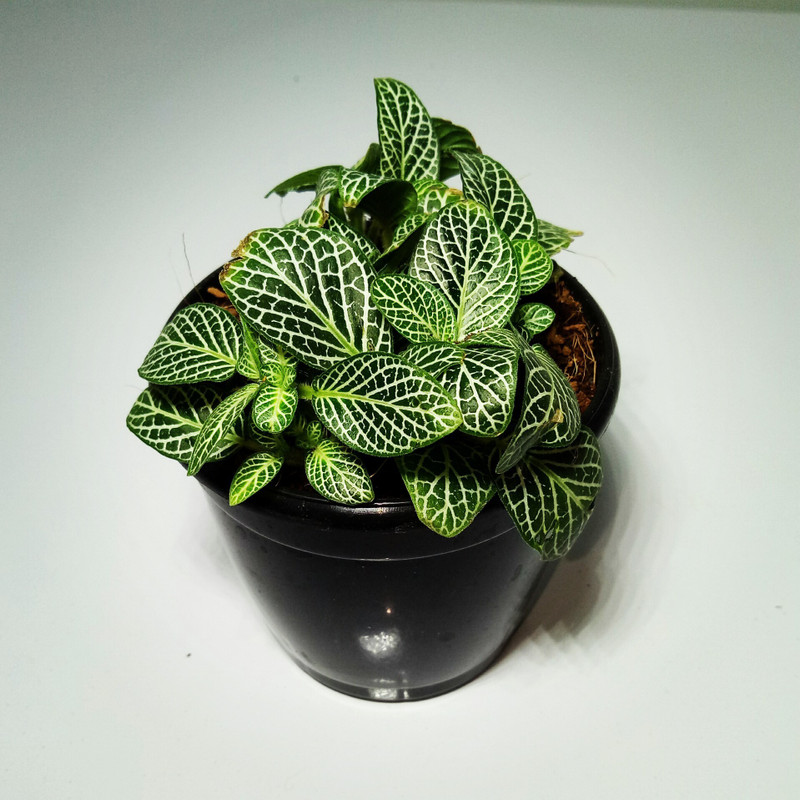 piharaa Fittonia Verschaffeltii “Silver Nerve Plant” Plant(No Pack of 1 Foliage)