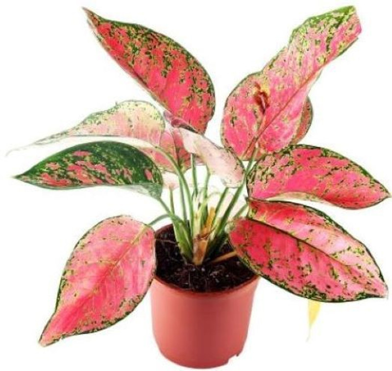 piharaa Aglaonema Lady Valentine Plant(No Pack of 1 Foliage)