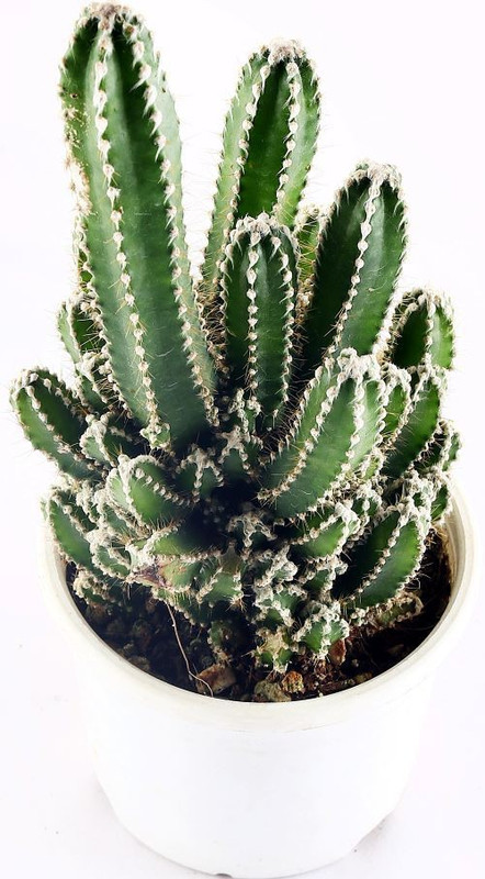 piharaa Fairy Castle Cactus, Acanthocereus Tetragonus Plant(No Pack of 1 Succulent)