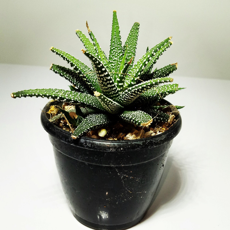 piharaa Haworthia Faciata Variabilis Plant(No Pack of 1 Succulent)