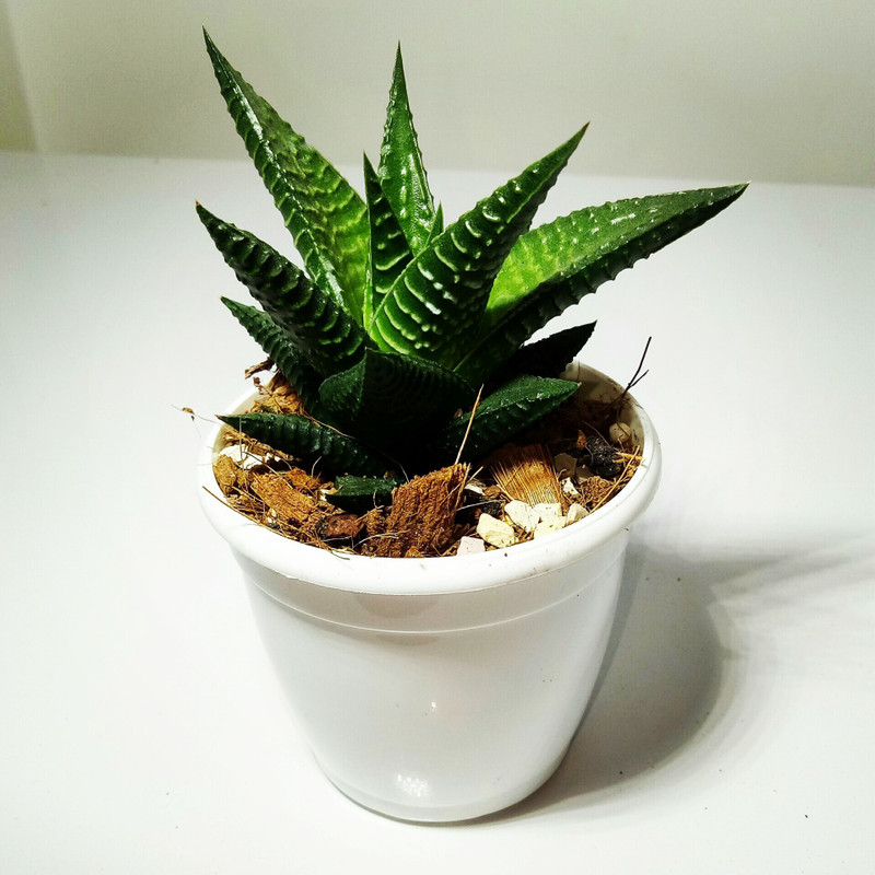 piharaa Haworthia Attenuata Plant(Pack of 1, Succulent)