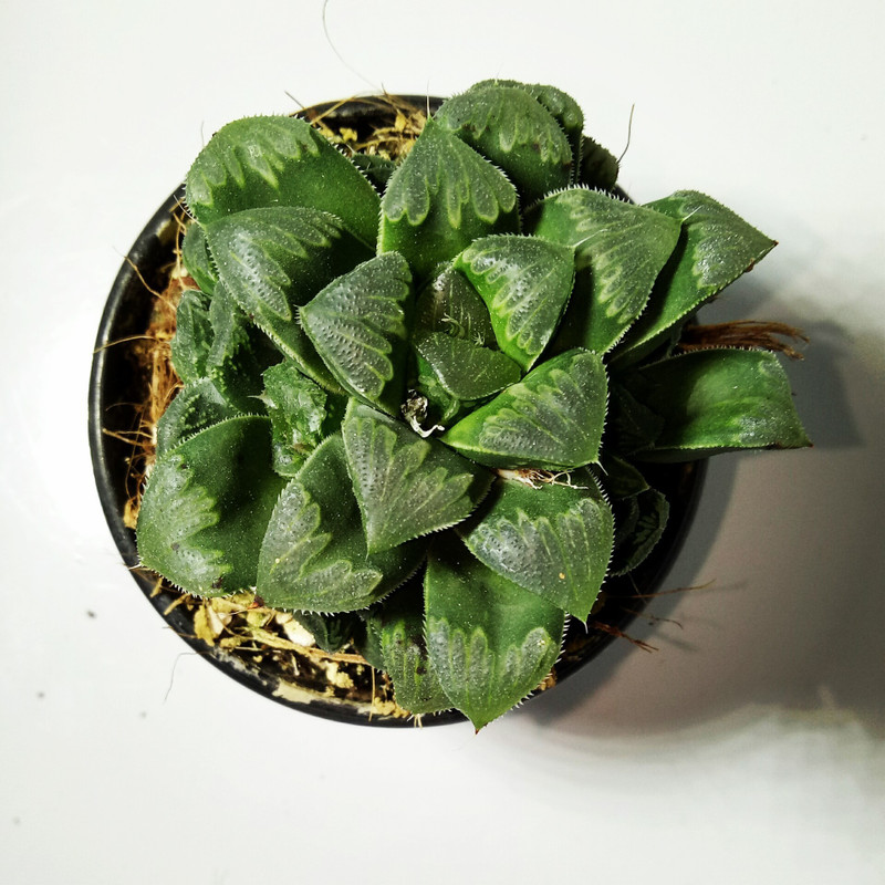 piharaa Haworthia Pygmaea Plant(No Pack of 1 Succulent)