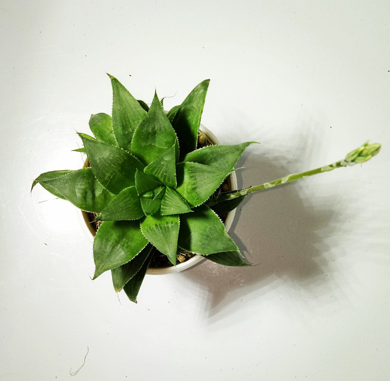 piharaa Haworthia Emelyae Hybrid Plant(Pack of 1, Succulent)