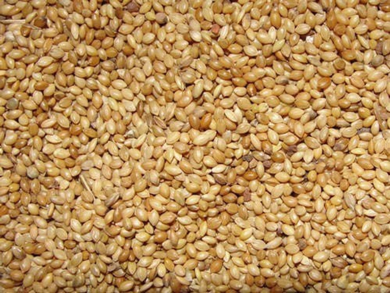 jacky treats bird food 500 g Dry Bird Food