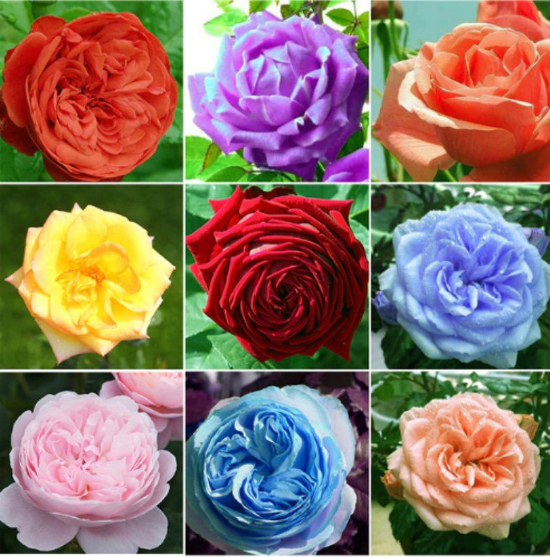 priyathams Rose seed mixed plant Seed(35 per packet)