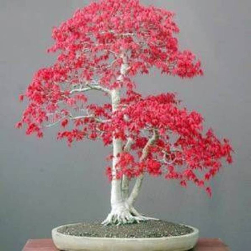 vs global Japanese Bonsai Red Maple Seeds ( 15 PER PACKET) Seed(10 per packet)