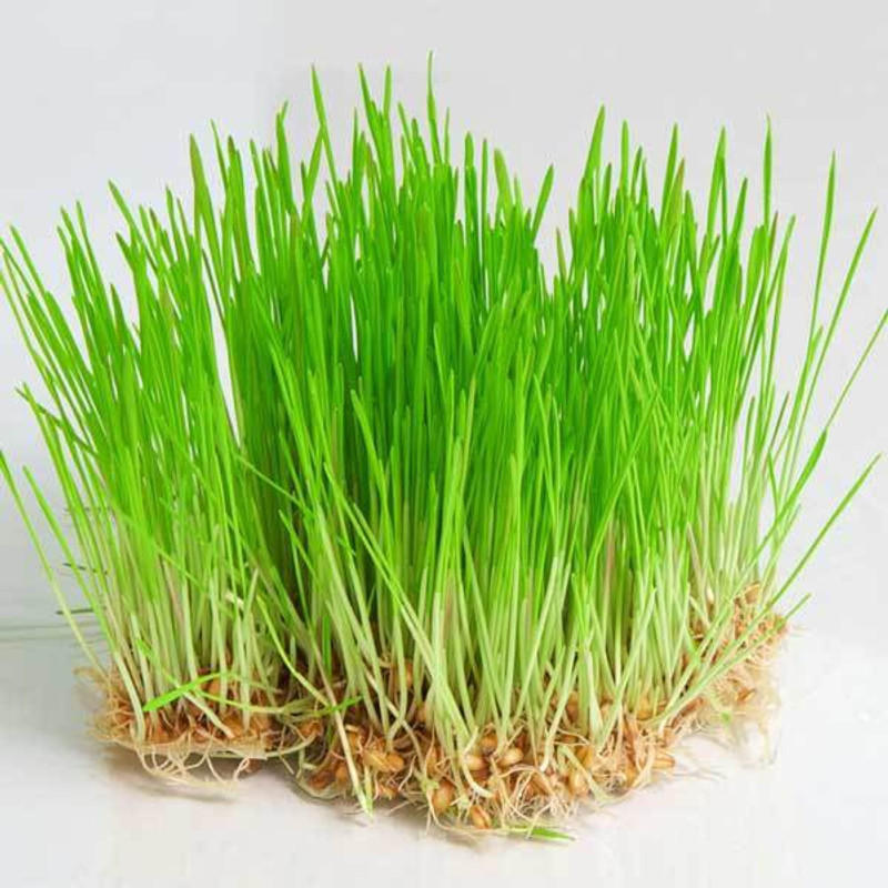 bo kisan Wheat Grass Seed Seed(100 per packet)