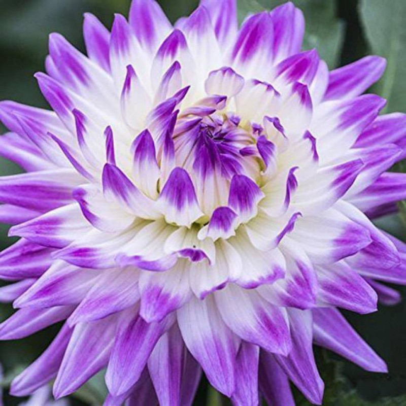 bio kisan Dahlias Seeds Seed(20 per packet)