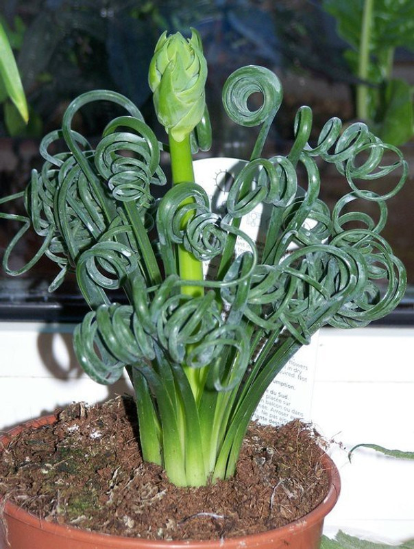 bio kisan Twisting and curly leaves Seed(35 per packet)
