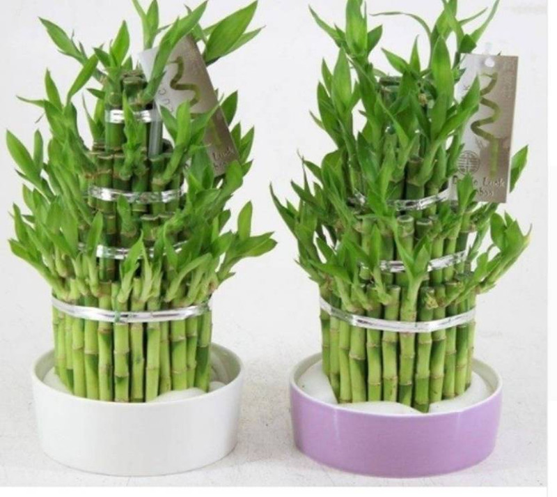 priyathams Imported GOOD LUCK (LUCKY BAMBOO PLANT) Plant Seed(100 per packet)