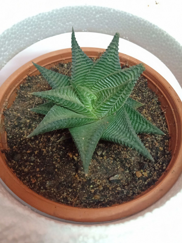 zooqa Star Cactus Plant(Pack of 1, Succulent)