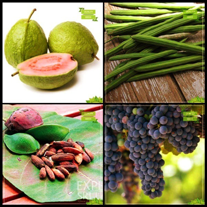 Ohhsome Garden Flower Seeds All Season Combo Tree Seeds Guava Moringa Indian Badam Grape Fruit Kitchen Garden Pack Seed 20 Per Packet Buy Online In Bahamas At Bahamas Desertcart Com Productid 156369861