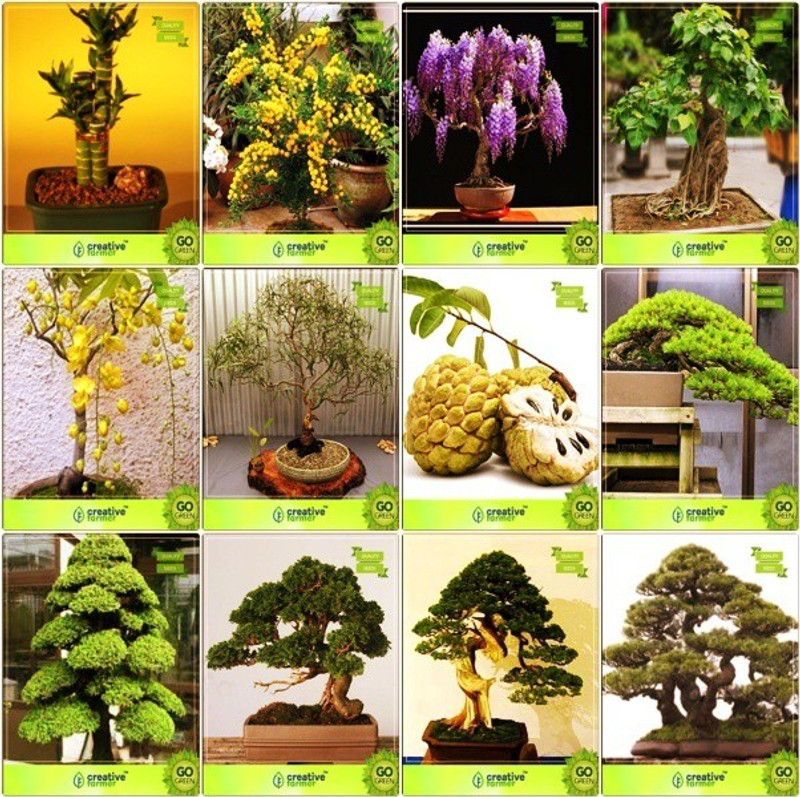 OhhSome Bonsai Suitable Seeds : Heirloom Seeds Combo Bamboo , Acacia Mangium, Jacaranda, Ficus Religiosagolden Rain Tree,Eucalyptus Grandis,Anona ,Hoop Pine,Cryptomaria Japonica Garden Seeds Pack By Creativefarmer Seed(1 per packet)