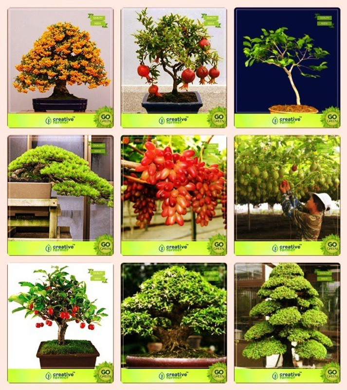 Ohhsome Bonsai Suitable Seeds Plants Seeds For A Garden Planter