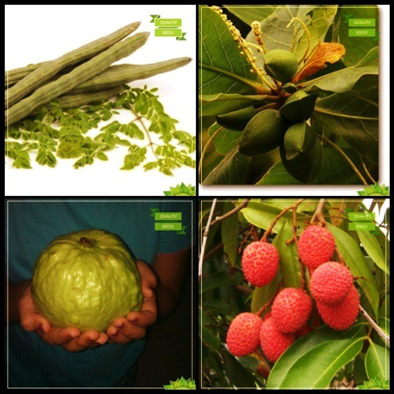 Ohhsome Gardening Seed Combo Tree Seeds Buy Online In Faroe Islands At Desertcart