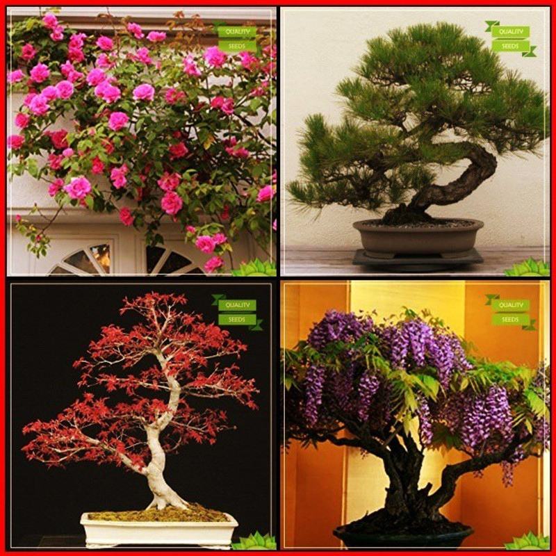 Ohhsome Seeds And Plants Combo Flower Se Buy Online In Tanzania At Desertcart