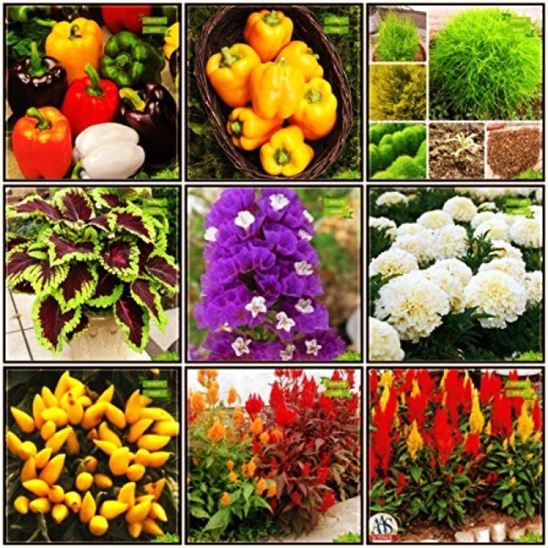 Buy Ohhsome Terrace Garden Combo Flower Capsicum Red Capsicum Yellow Fire Bush Coleus 8872