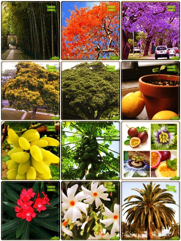 Buy OhhSome Garden Flower All Season Combo Tree Citrus , Grape