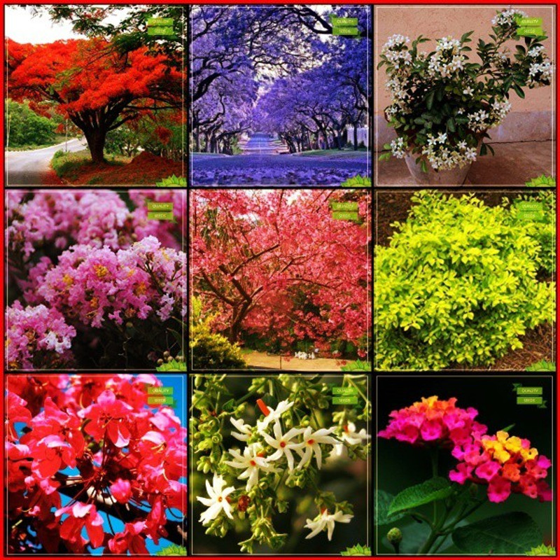 Ohhsome Plant Seed Combo Tree Seeds Ja Buy Online In Jamaica At Desertcart