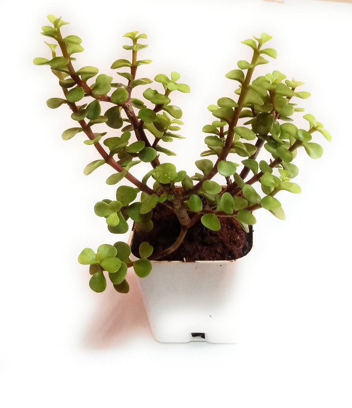 zooqa Jade Plant(No Pack of 1 Foliage)