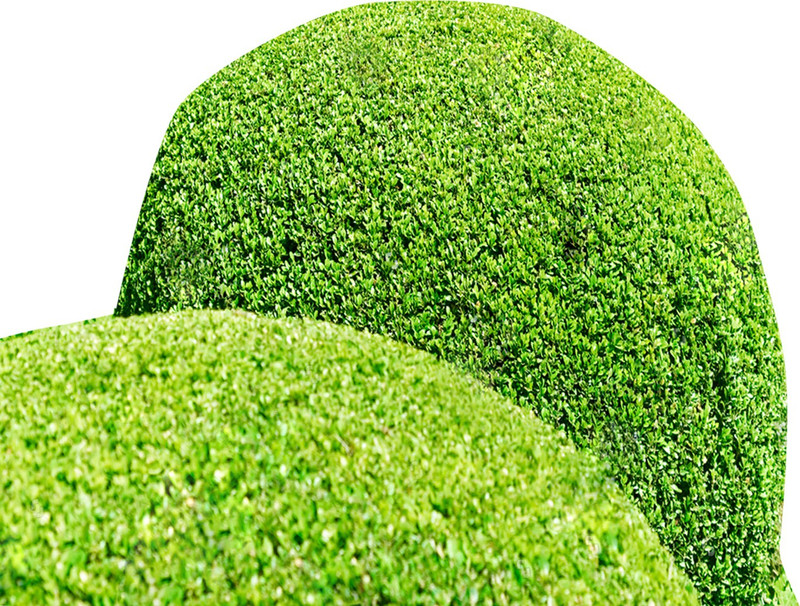 Futaba Exotic Juniper Balls Seeds-5PCs Seed(5 per packet)