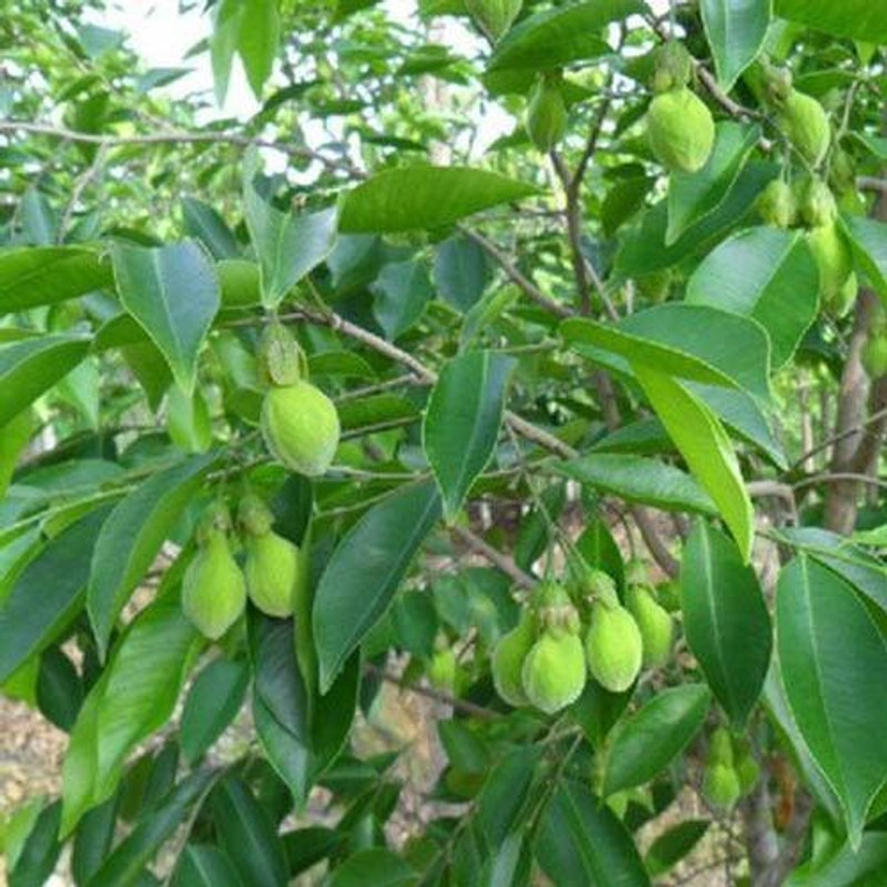 Trothic Gardens Aquilaria agallocha Agarwood/Oud - Most Expensive Wood Tree - Incesne/Perfume Tree Plant (1 Healthy Live Plant) Seed(1 per packet)