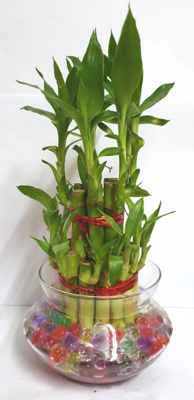 harman india 2 Layer Lucky Bamboo Indoor Plant Plant(Pack of 1, Bamboo)