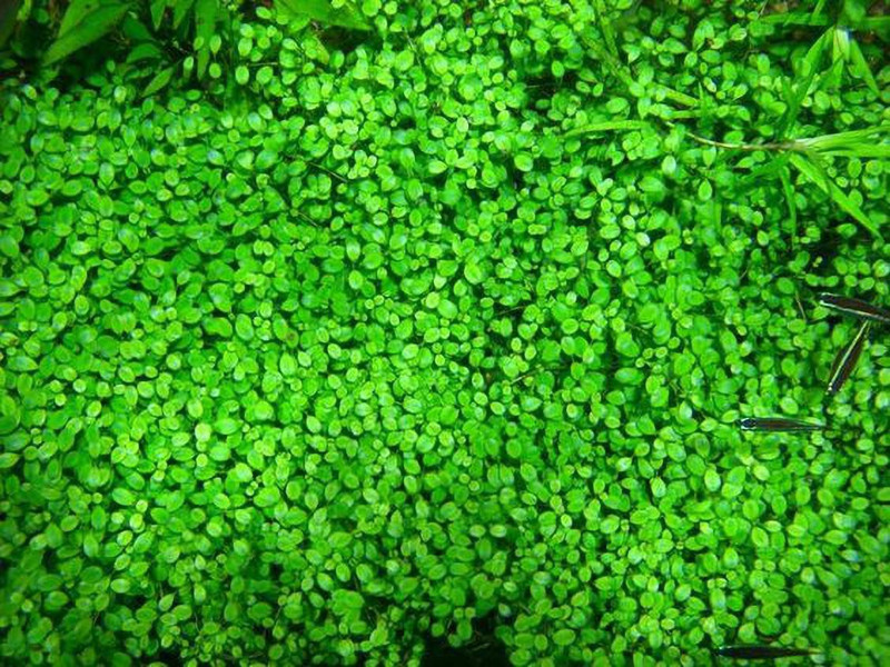 Vidishas Horticulture 299pcs Imported Aquarium LOVE GRASS Plant Seed(299 per packet)