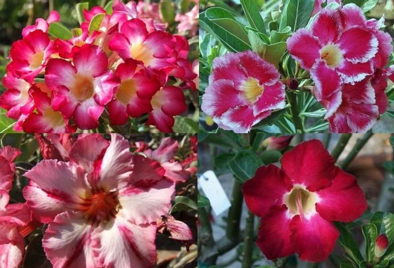 seedsnpots adenium Seed(10 per packet)