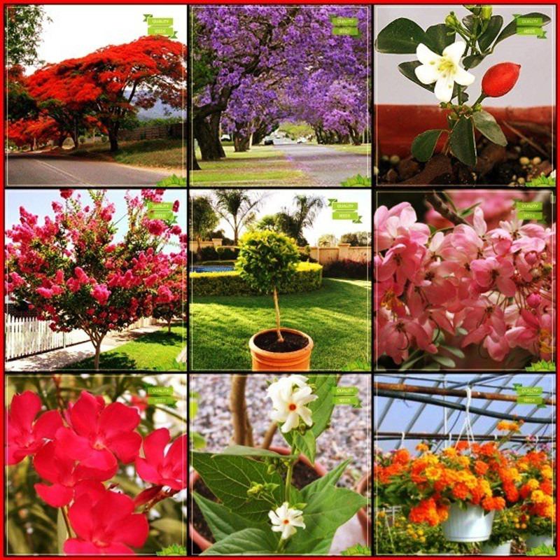 OhhSome Seeds Combo Tree Seeds : Blue Jacaranda, Flame Tree, Orange Jessamine, Queen Crape Myrtle, Pigeon Berry, Apple Blossom, Nerium Oleander, Parijat, Lantana Camara Terrace Gardening Seed(10 per packet)