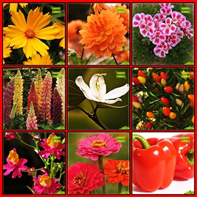 Creative Farmer Kitchen Garden Seeds Combo Flower Seeds : Coreopsis Lanceolata Dwarf, Dahlia Beauty, Godetia Azaleaflora Mix, Lupin Hartwegii, White Bauhinia, Ornamental Chilly Round, Schizanthus Angel Wings Mix, Zinnia, Capsicum Red Kitchen Garden Pack Seed(1 per packet)